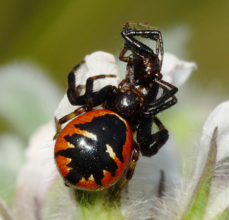 Synema globosum